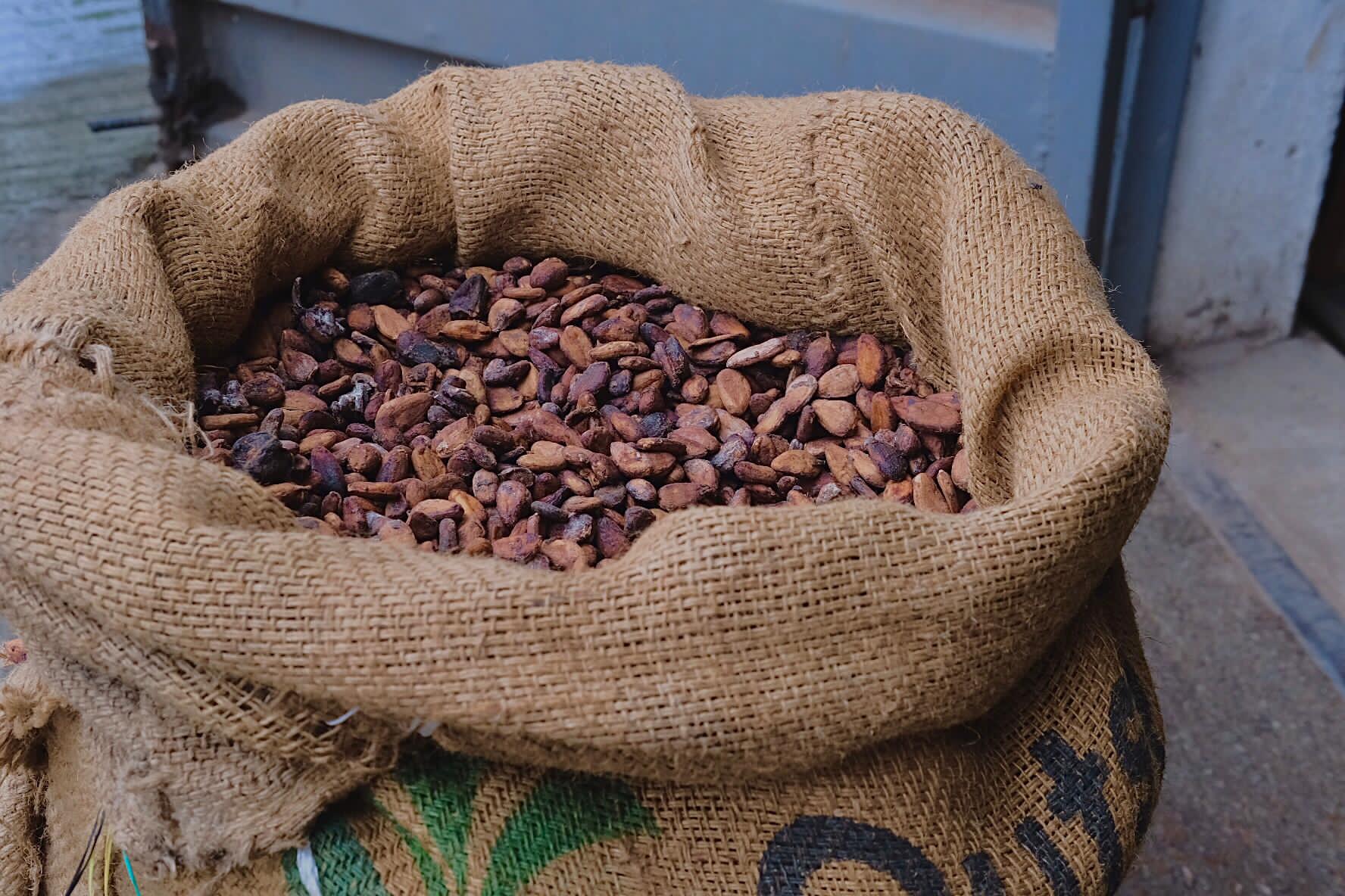 Cocoa beans in a sack