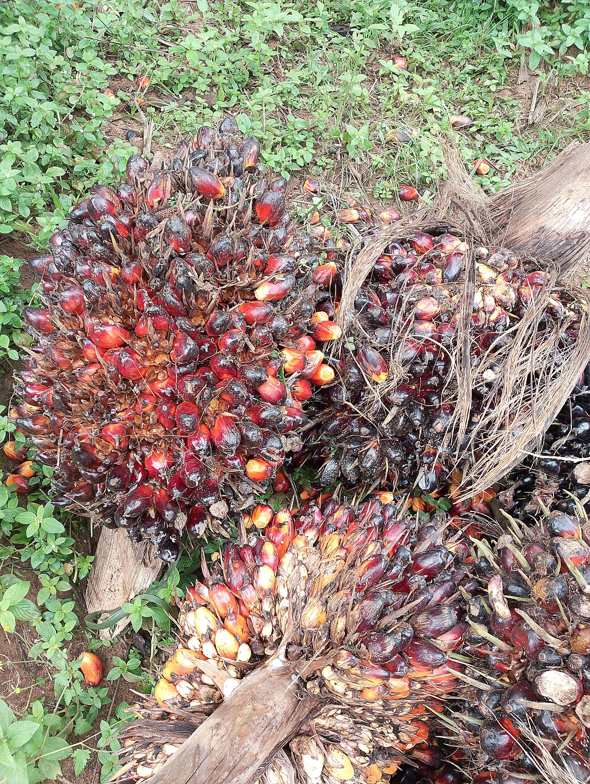 Bunches of oil palm fruit after harvest