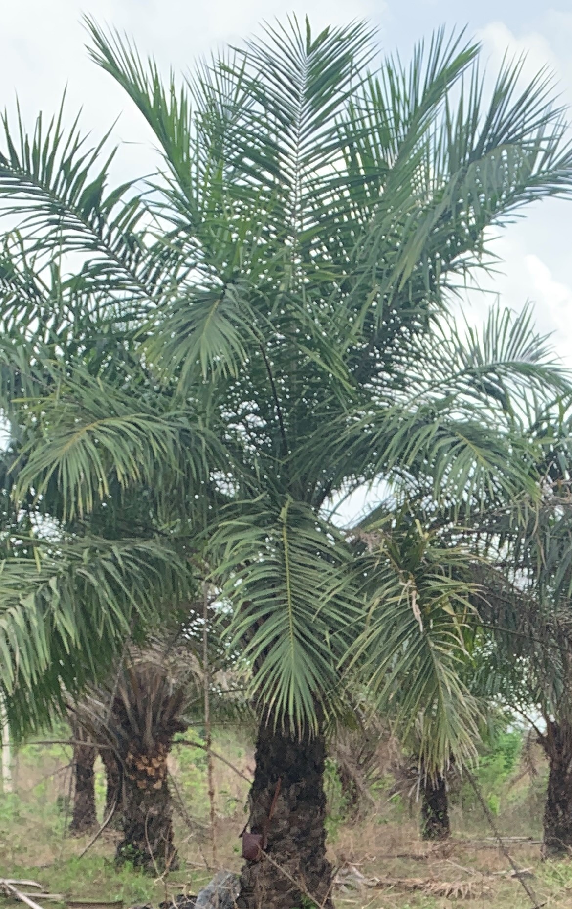 Oil palm tree on a Nigerian plantation